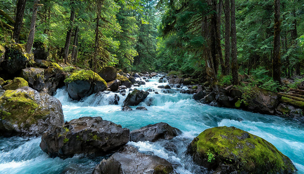 An Image in a very green beautiful vibrant forest full of very tall old trees and lots of green moss growing everywhere at  a  solitary location with  a fast moving river thru the trees.