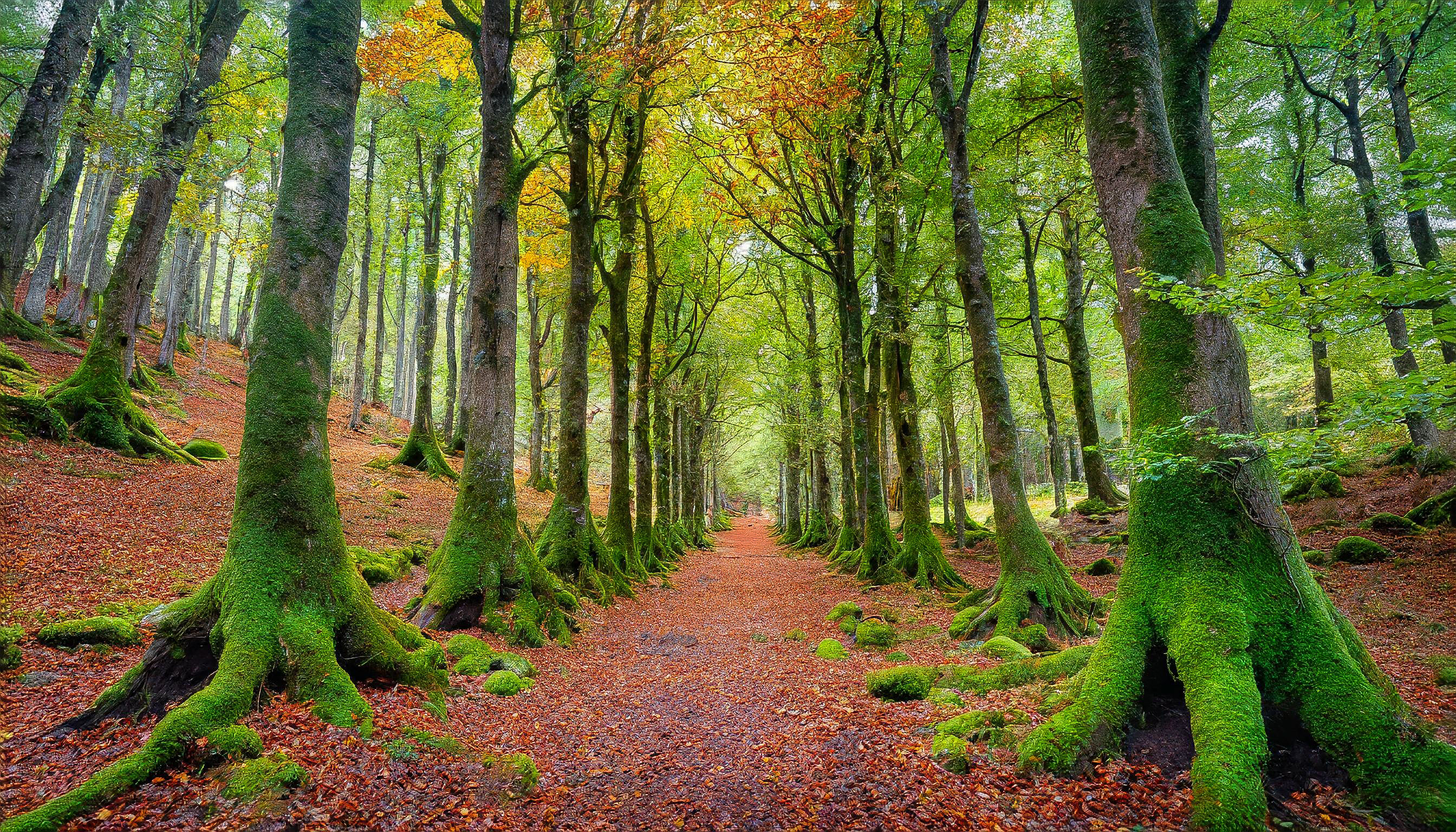 An Image in a very green beautiful vibrant forest full of very tall trees and a  solitary location.