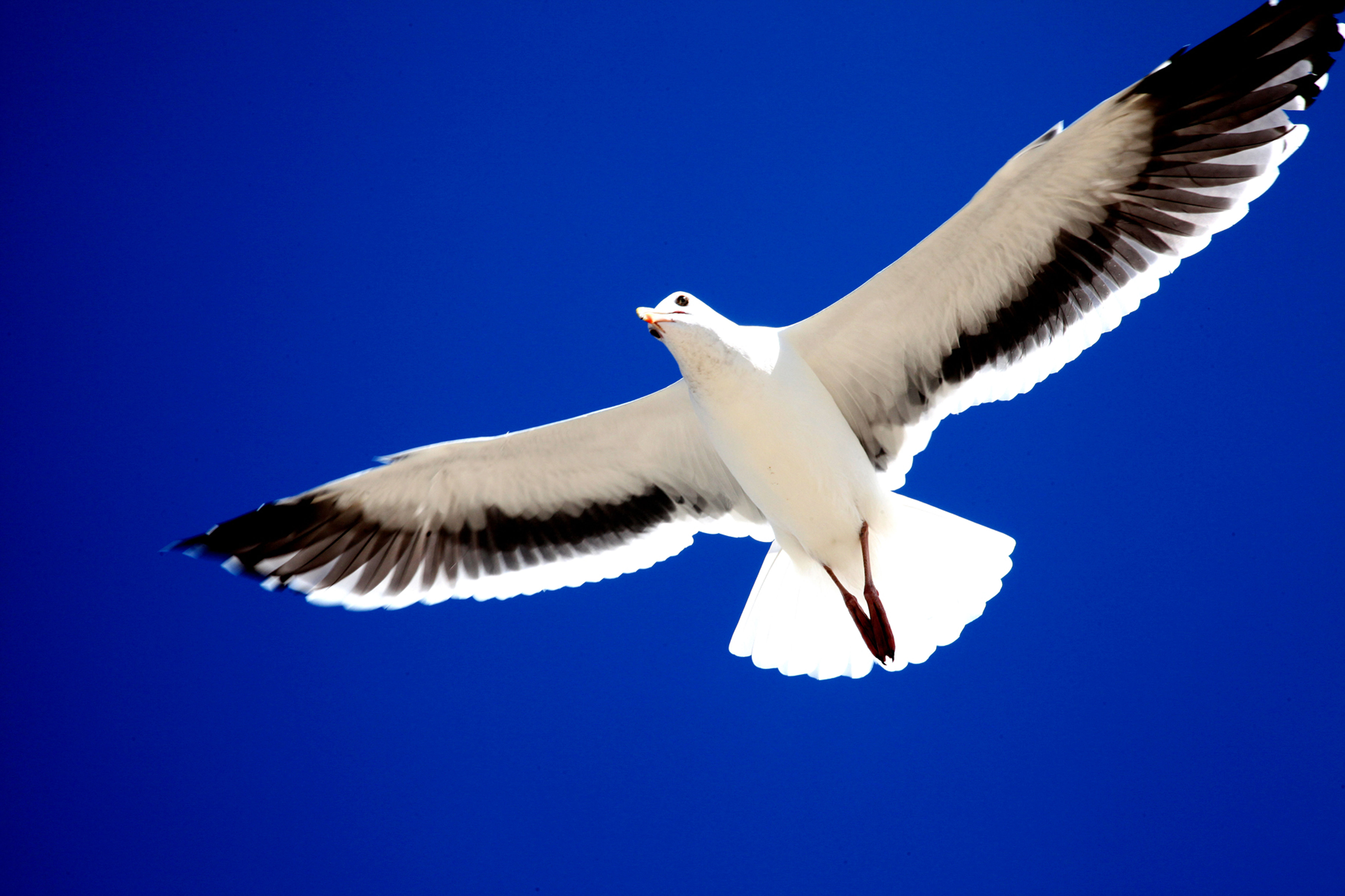 Seagull in flight with vibrant blue sky.
