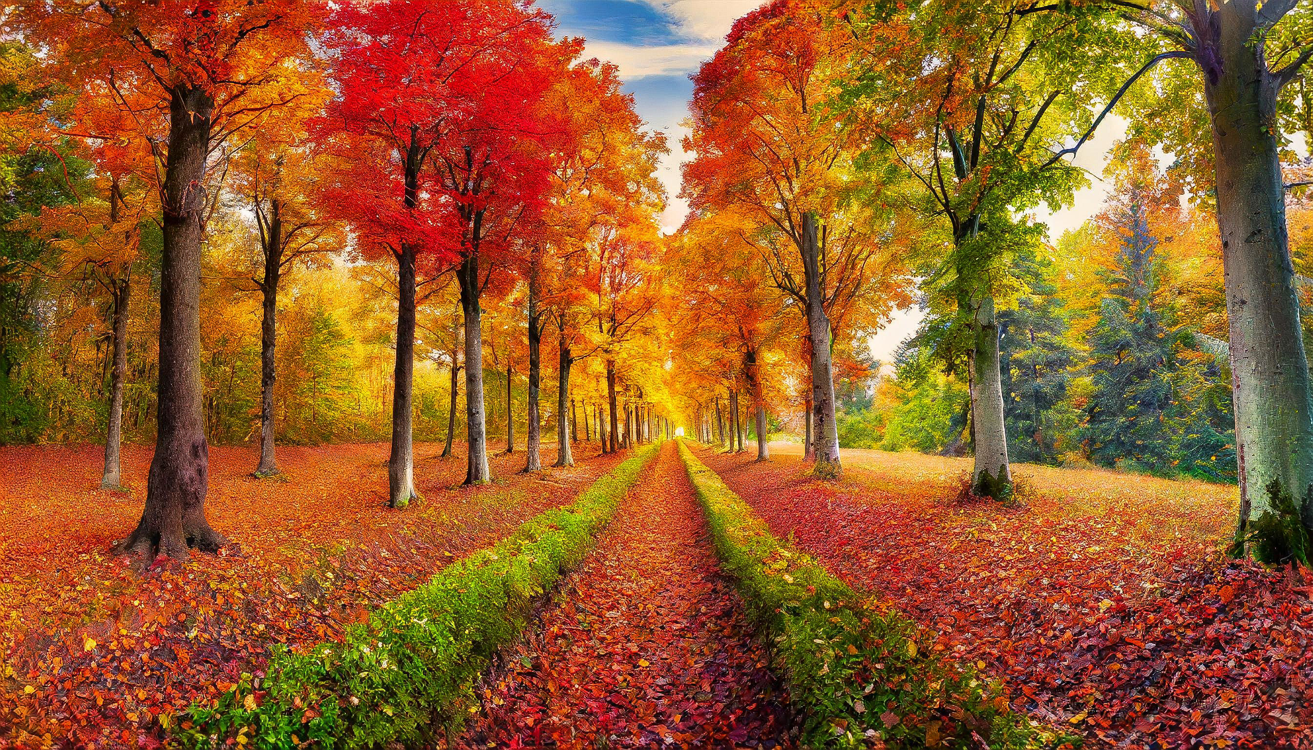 An Image in a very beautiful vibrant forest full of very tall trees and a  solitary location in Fall Season.