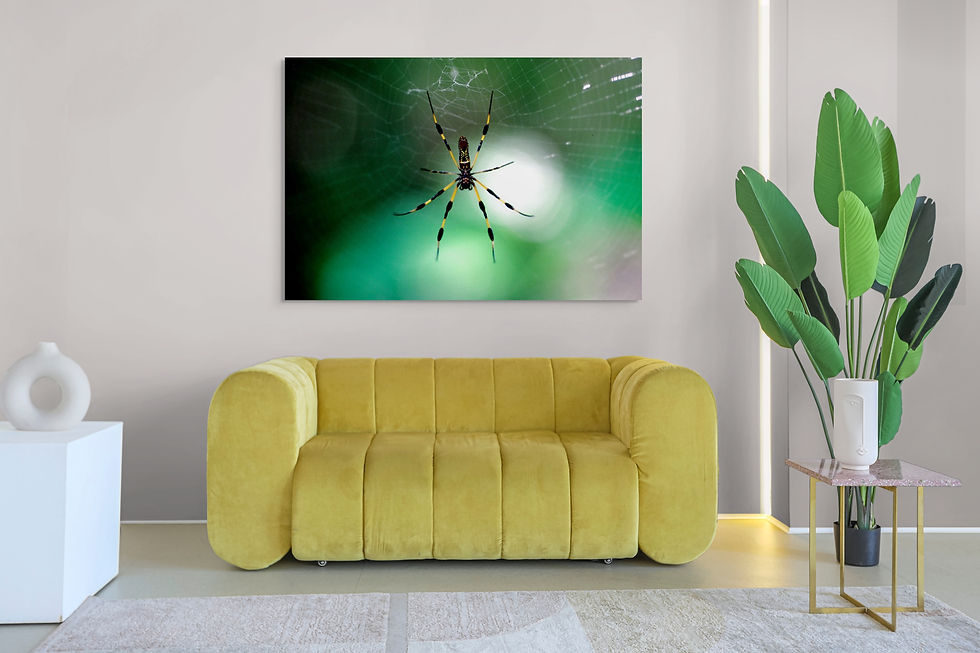 Thumbnail: A Black and Yellow spider in its web.
