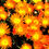 Thumbnail: Orange Chrysanthemums Flowers at Laguna Beach, California.