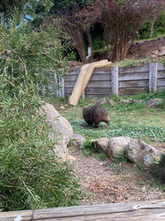 Womble the wombat