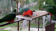 parrots.jpeg