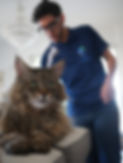 terapia-chiropratica-gatto-maincoon