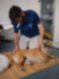 Terapia-Cane-Sdraiato.JPG