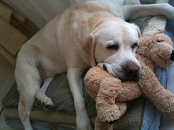 abby.jpeg 2015-1-19-16:23:40