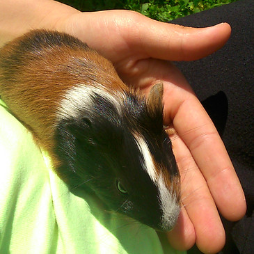 Meerschweinchen auf der Hand