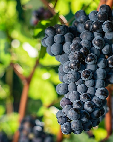 Haghtanak Wine Grape Veriaty