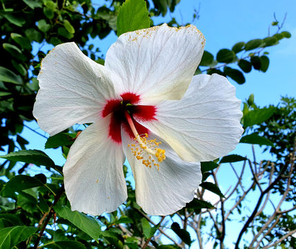 White Hibiscus