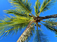 Palm Tree