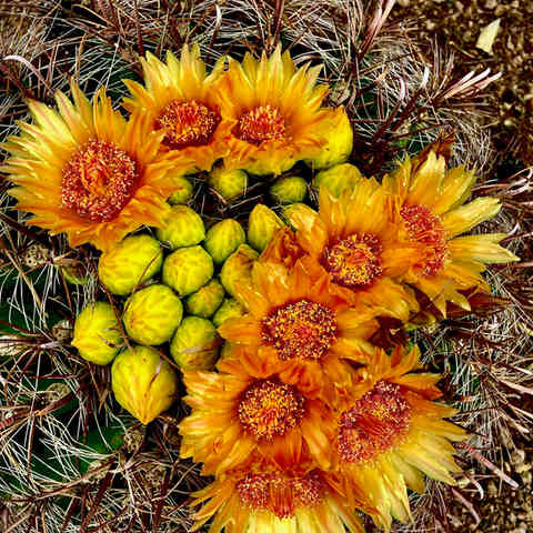 Eight fully open blooms with orange centers that fade out into yellow tips, surround yellow buds that have not opened yet.  This floral cluster is in the middle of a barrel cactus with long spines jutting out all over it's surface.