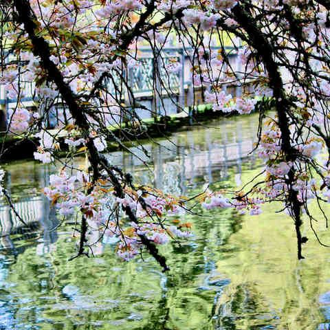 Branches of cherry blossoms reaching down for the water that is reflecting a bridge and trees that are around.
