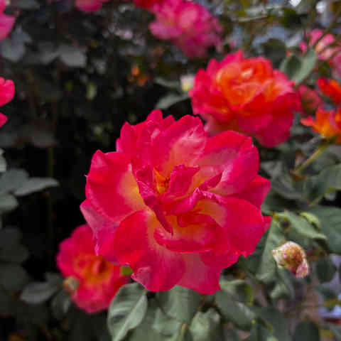 Redish pink roses with a slite tough of orange where the petals meet each other round the flower.