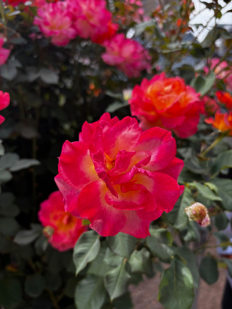 Summer Rose