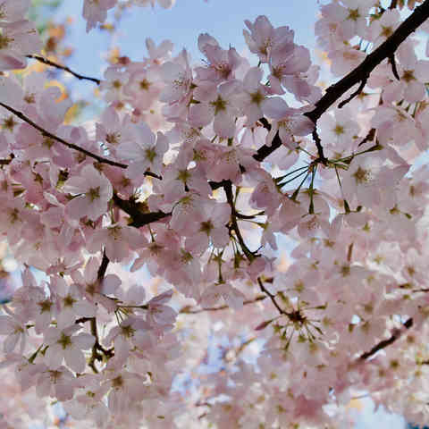 cherry blooms with the sky in the background.