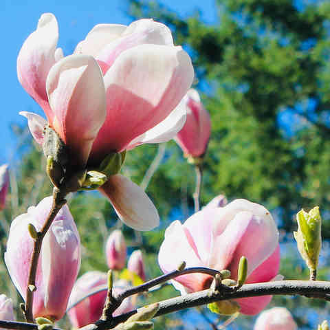 A pink and white bell shaped flower from a magnolia tree.  The bottom of the petal where it attached to the plant is darker pink which fades up to a light, almost white pink and the inside of the petal is white.
