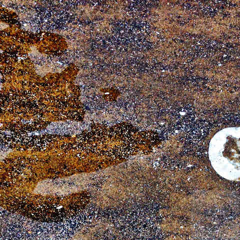 The image has wet dark sand with wripples from the waves, with a white sand dollar emerges from the sand.