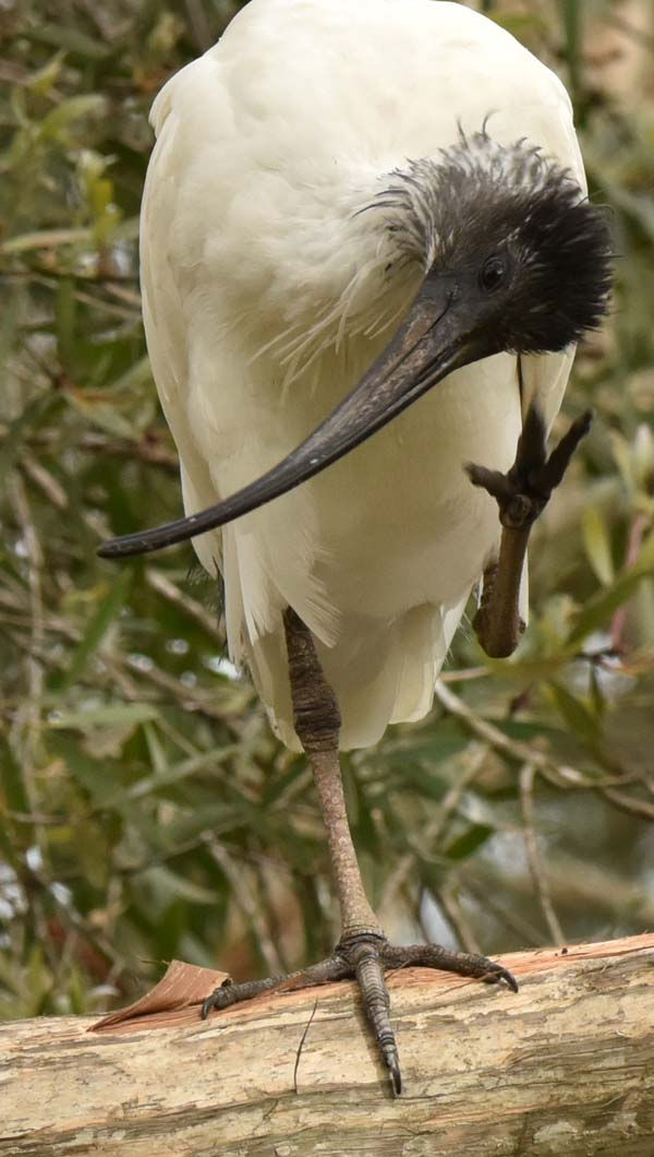 White ibis