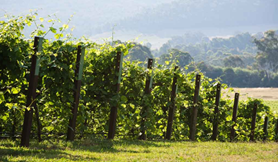 Whitfield & Cheshnut Vineyads - King Valley3