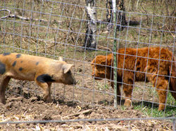piglet meets calf