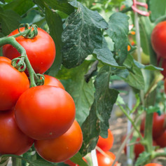 tomato.jpeg