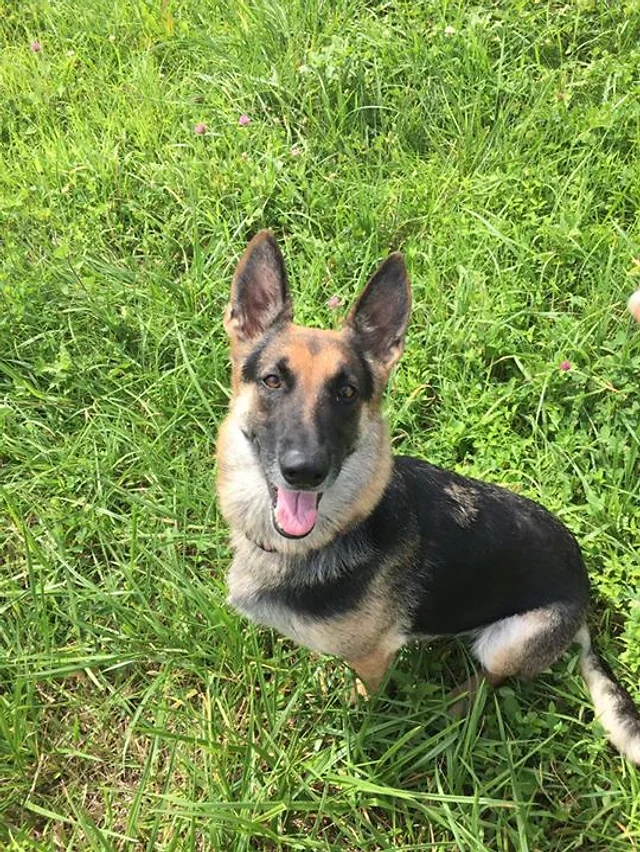 Puppies For Sale Leitchfield Von Effinger Shepherds