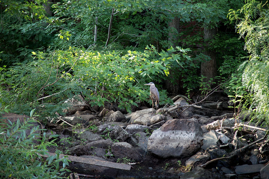 Neponset Bird Website.jpg