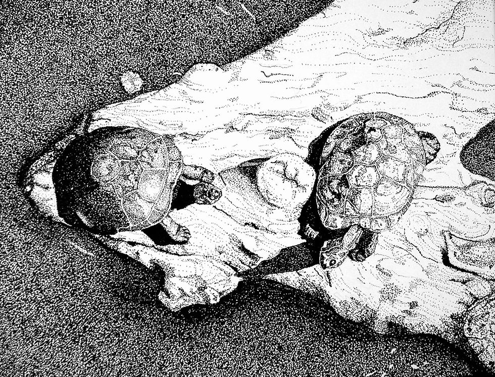 Reid Turtles