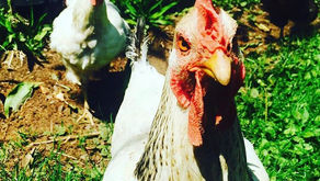 Port Sydney’s Ali and Dan Gamble have created an egg empire in Muskoka