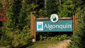 FUN FACT; Algonquin Park is one and a half the size of PEI and larger than a US state. 
