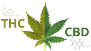 Cannabis Corner: To CBD or To THC? Which do you prefer? 