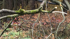 Editorial: Muskoka's Champagne hydro prices for Beer budget service - 1950's technology in 2019  