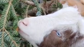 Donate your used Christmas trees to these snack loving Muskoka goats