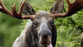FUN FACT: What do you suppose an average male Moose weighs?