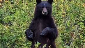 Province reminds public to exercise caution as bears come out of hibernation