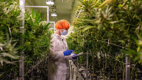 Muskoka Grown issues 14 layoffs at Bracebridge facility due to Ontario's cannabis regulatory delays 