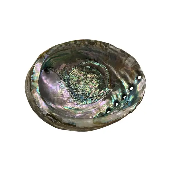 Thumbnail: ABALONE SHELL (5-8cm)