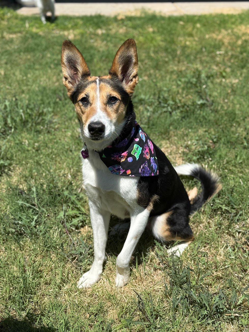 Thumbnail: Dog Bandana