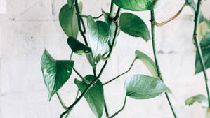 10 House Plant Ideas for Your Baby's Nursery; from a houseplant enthusiast and doula's perspective.