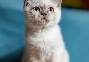 LOGO-NO-SFONDO-2 (1).png