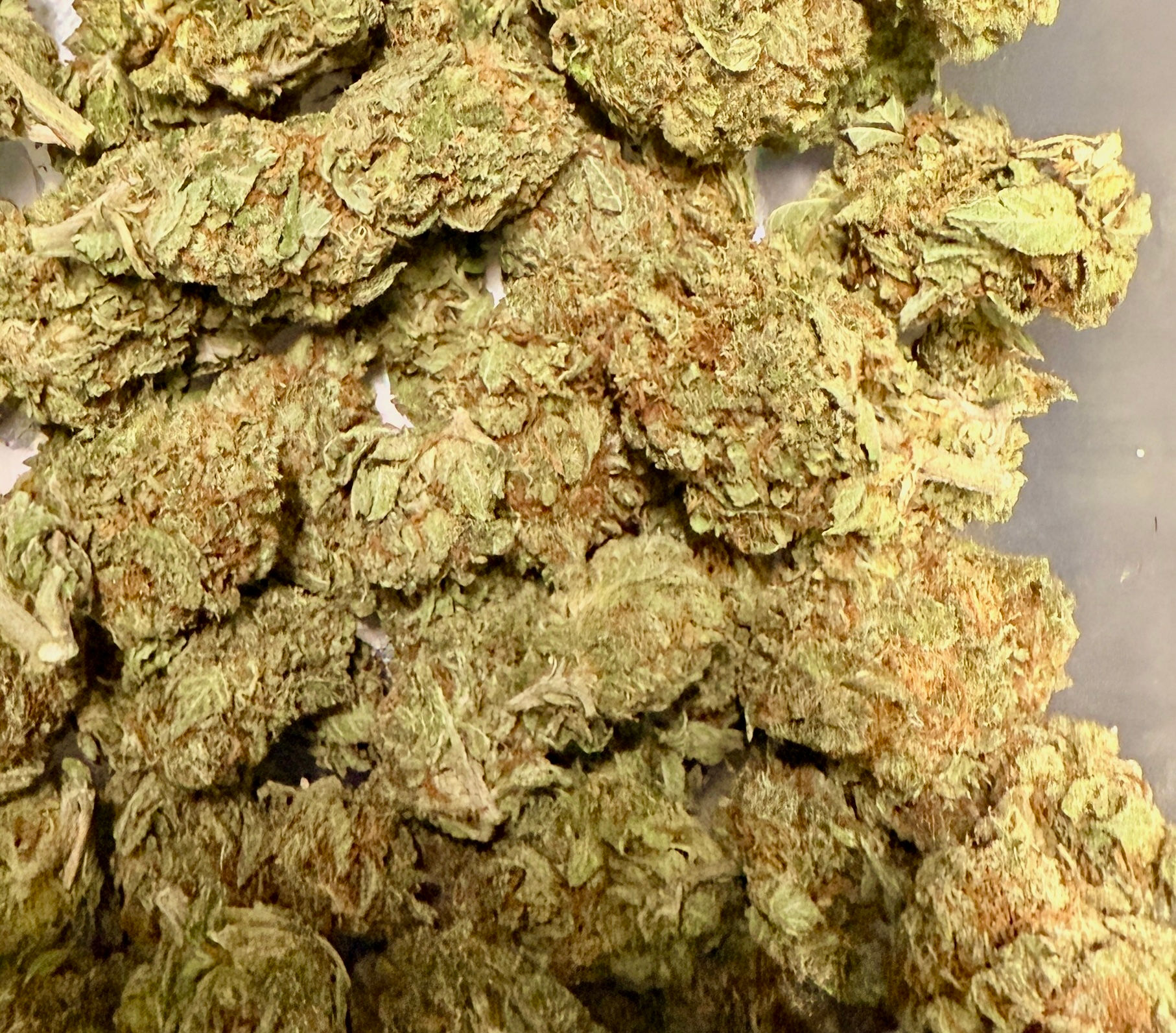 Durban Cookies (Greenhouse)