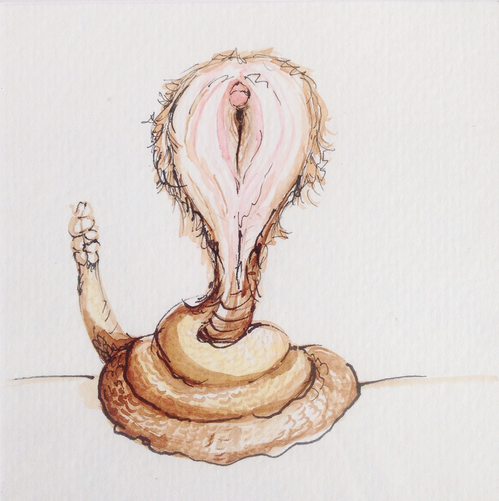 vulva constrictor