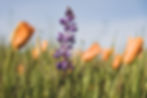 AdobeStock_445011862.jpeg
