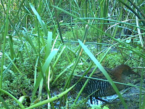 The State of Ayr Creek’s Birds