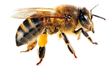 abeja-2.png