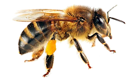 abeja-2.png