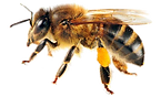 abeja-1.png