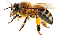 abeja-1.png