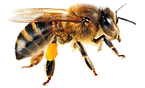 abeja-1_edited.png